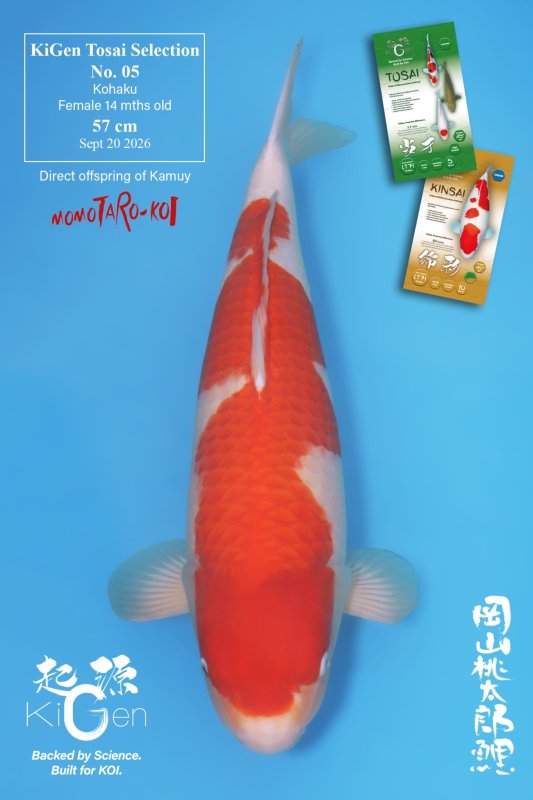 Momo Kohaku - 20-09-2026 - 57,0cm