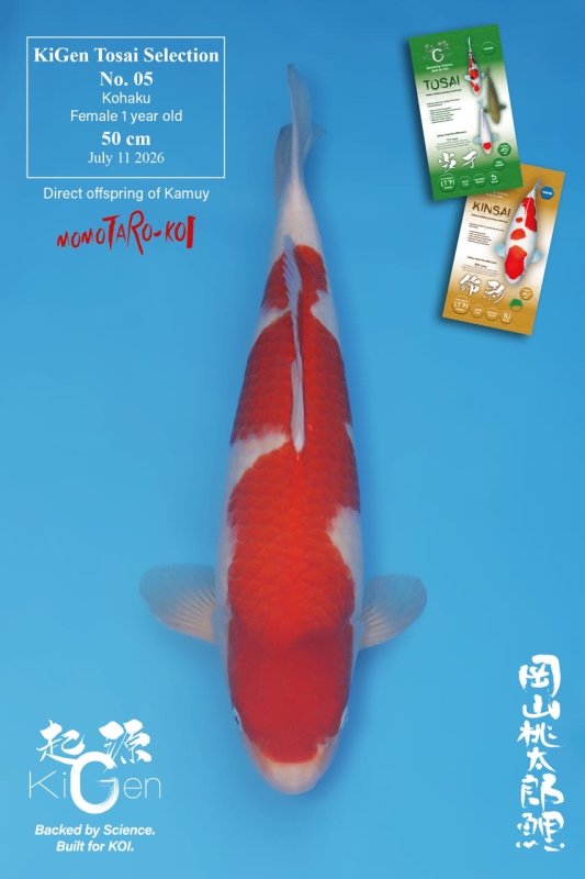 Momo Kohaku - 11-07-2026 - 50,0cm