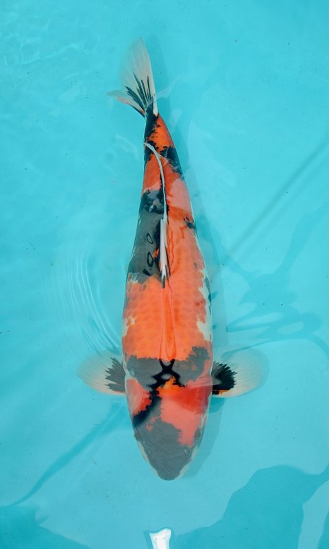 PDMJ-15 - 03-10-2026 - 52,0cm