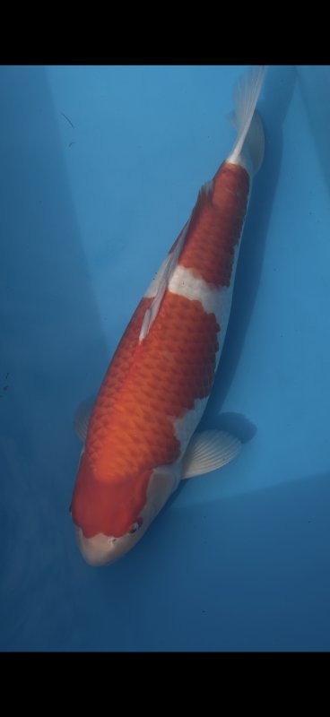 Kohaku - 20-09-2026 - 59,0cm