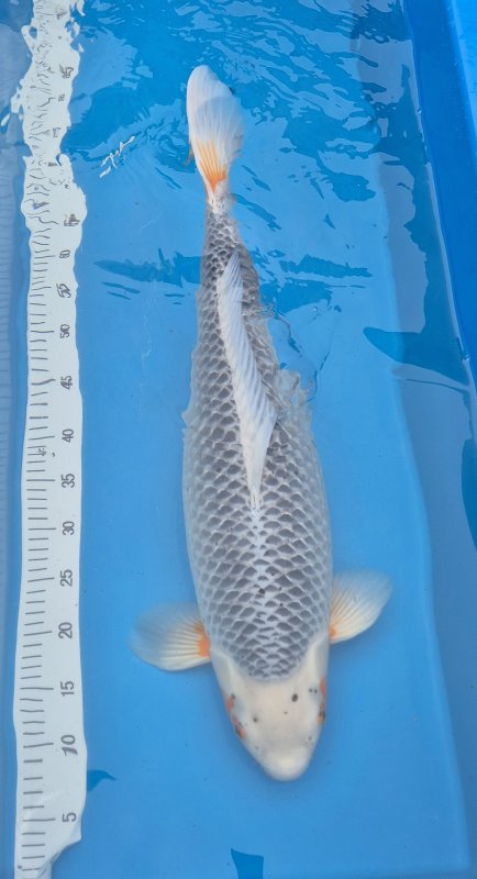 W Asagi 26 - 07-03-2026 - 64,0cm