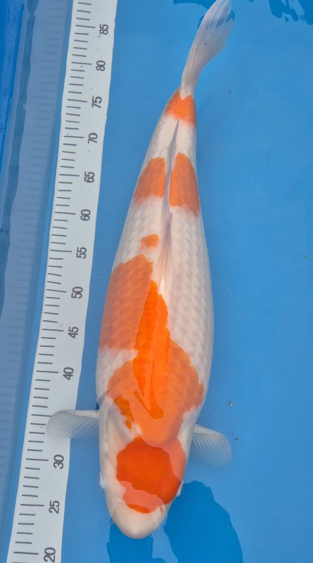 Kohaku - 07-03-2026 - 59,0cm