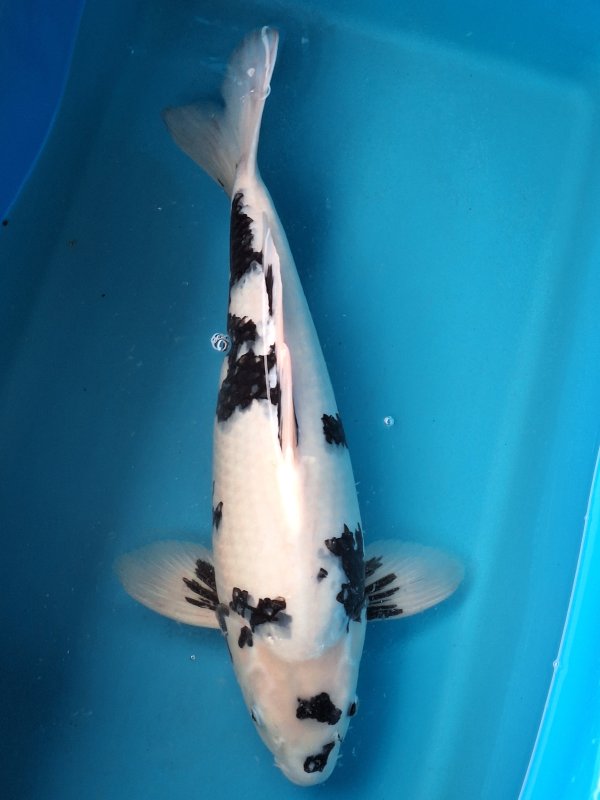 Shiro Utsuri  A&A grow out - 31-08-2025 - 49,0cm