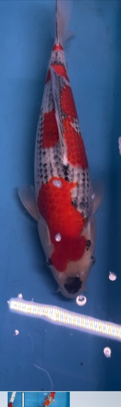 Goshiki