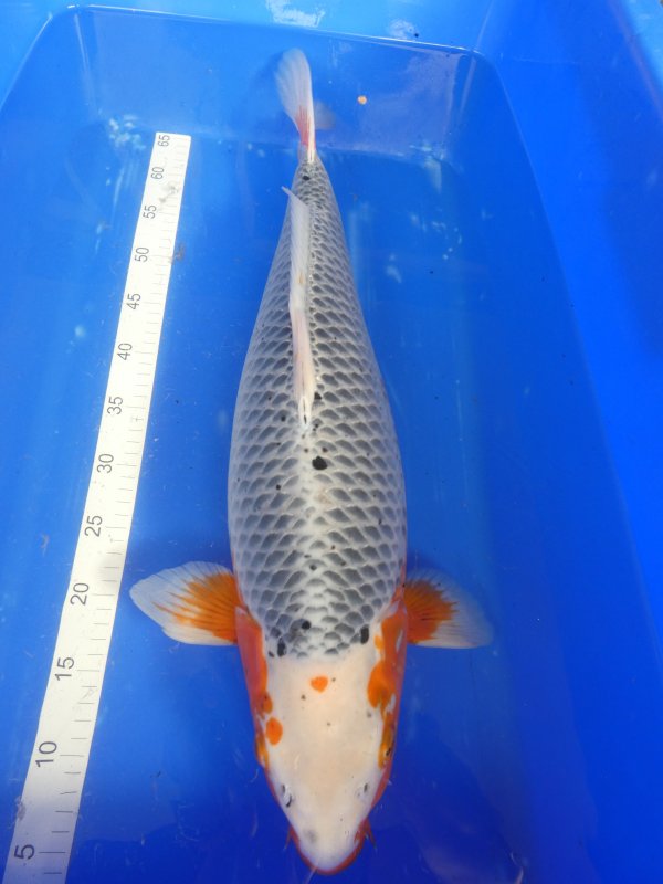 Koi 4 Asagi Koicave - 27-08-2025 - 62,0cm