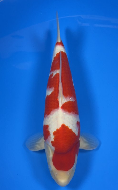 Pinky - 26-10-2025 - 47,0cm