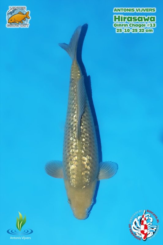 GR Chagoi - 30-10-2025 - 32,0cm