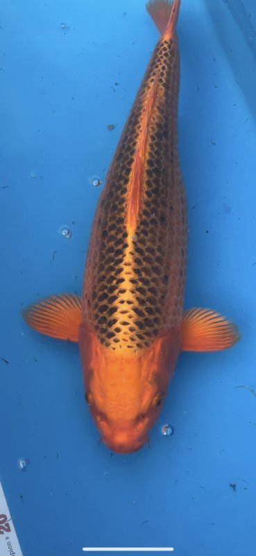 Frank S - Aka Matsuba