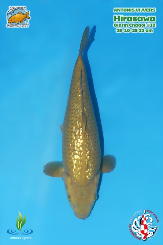 GR chagoi - 30-10-2025 - 12,0cm