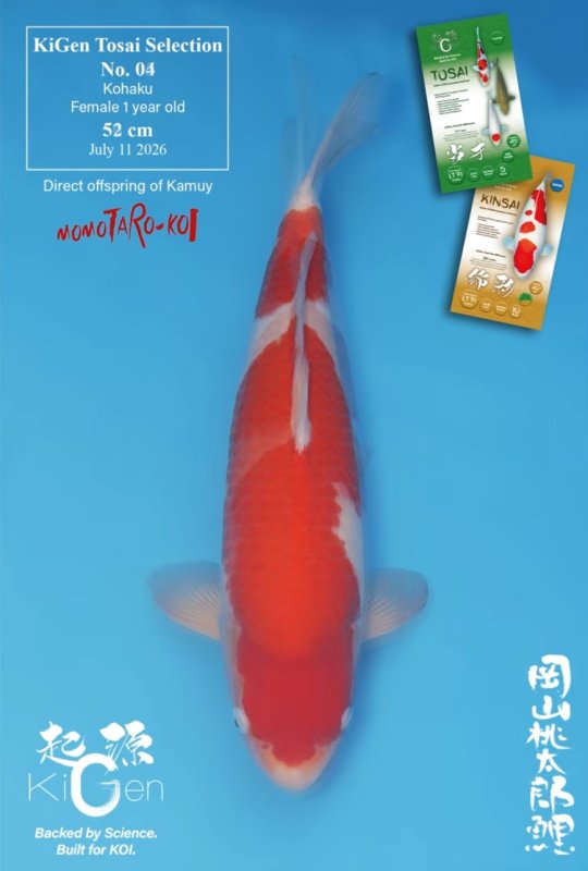 Erik v - Kohaku_1
