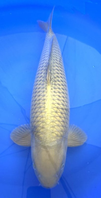 Chagoi Groenig - 13-08-2025 - 56,0cm