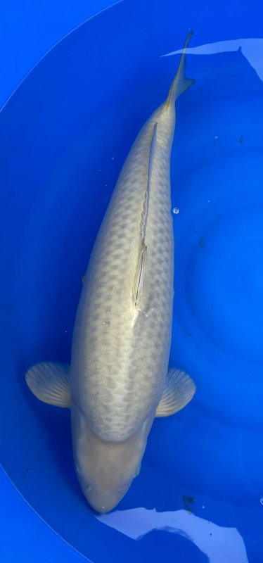 Chagoi  licht - 06-04-2026 - 57,5cm