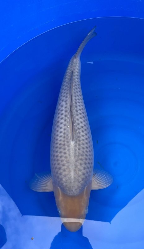 Soragoi - 06-04-2026 - 52,0cm