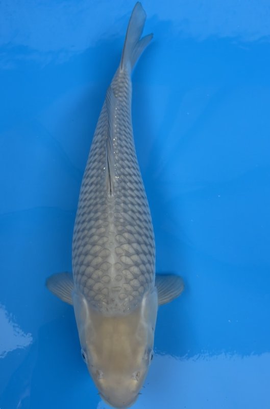 Soragoi - 02-11-2025 - 43,0cm