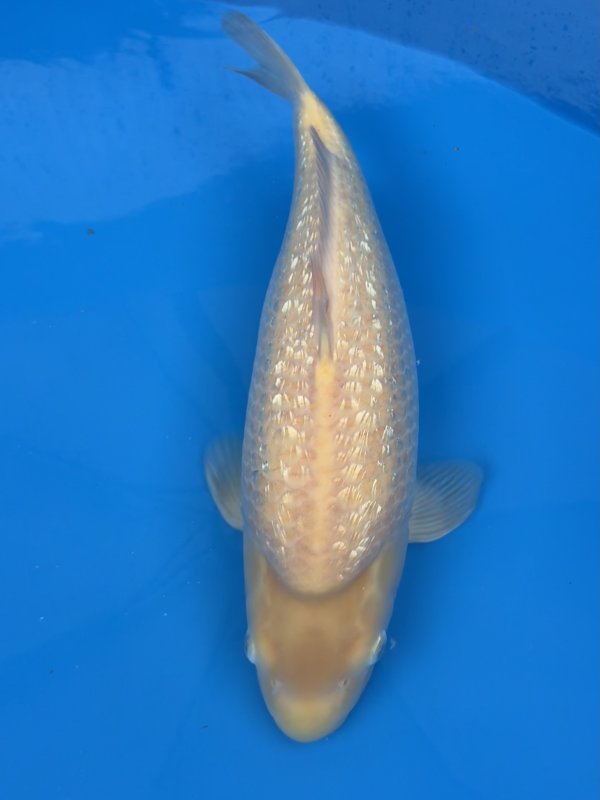 Ginrin Karashigoi - 02-11-2025 - 48,0cm