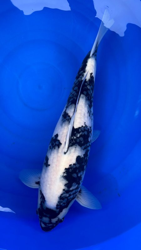 Shiro Utsuri - 06-04-2026 - 50,0cm