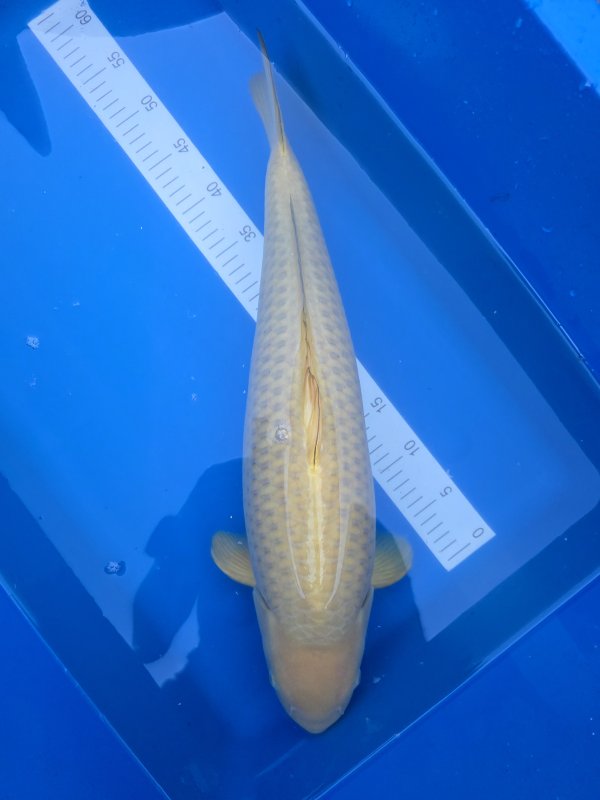 Chagoi - 22-04-2026 - 55,0cm