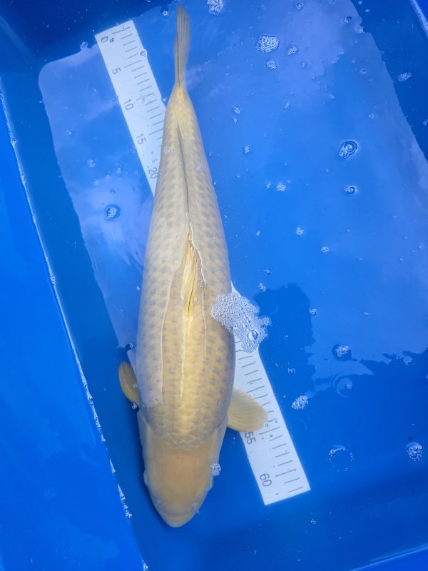 Chagoi - 28-10-2025 - 55,0cm