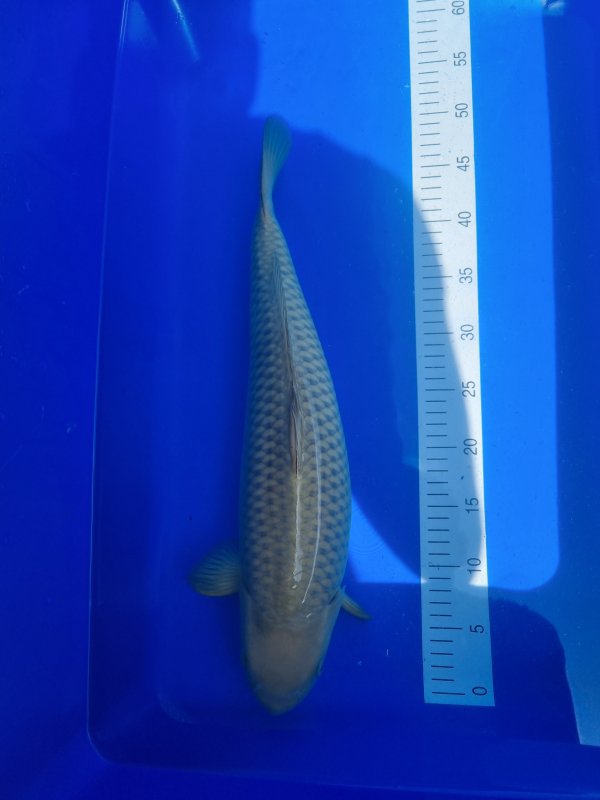 Chagoi - 02-07-2025 - 48,0cm
