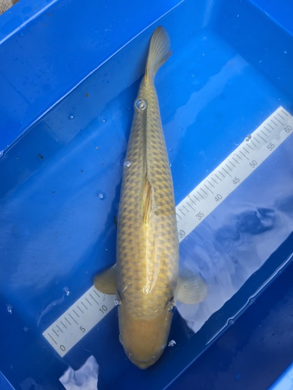 Chagoi - 04-07-2026 - 59,0cm