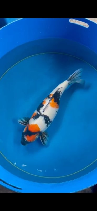 Showa - 22-04-2026 - 69,0cm