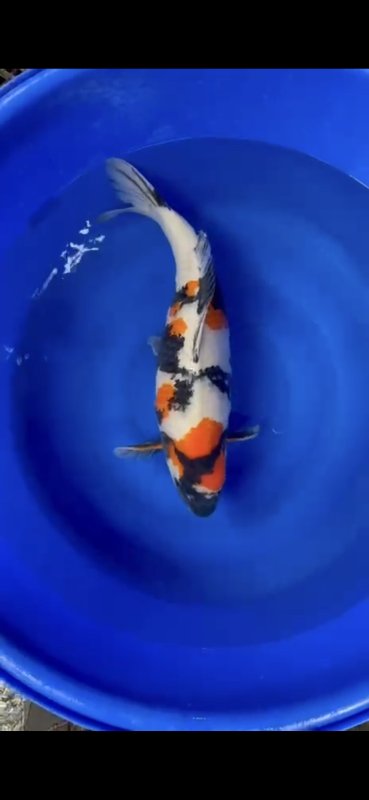 Showa - 29-10-2025 - 62,5cm