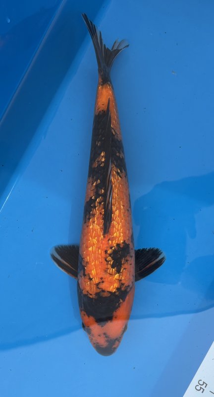 ***** - Hi Utsuri