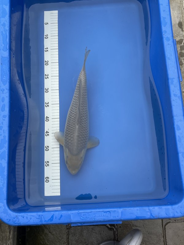 Roy Roelen - Soragoi