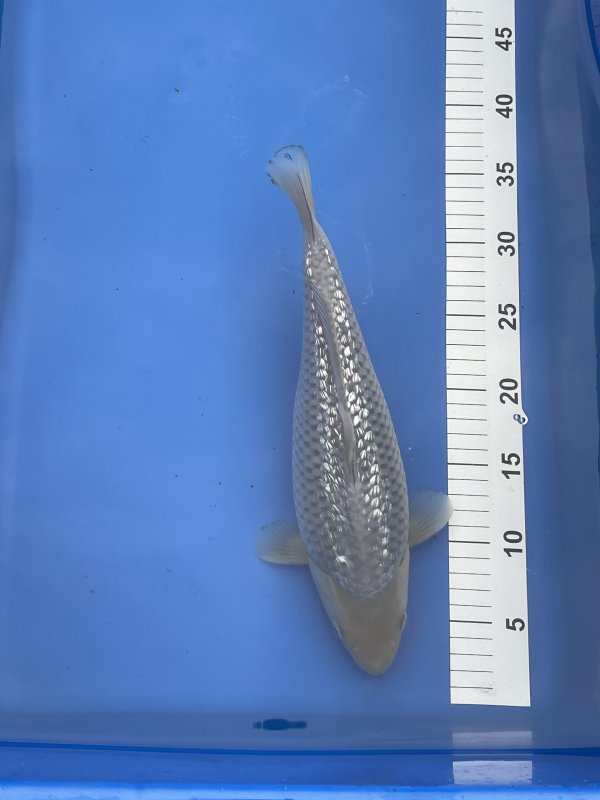 Roy Roelen - Soragoi ginrin