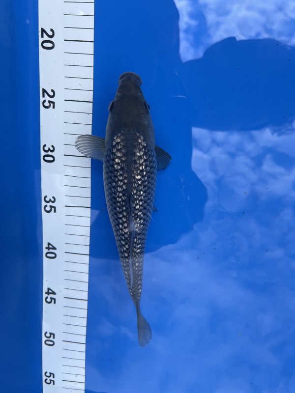 Soragoi ginrin - 13-07-2025 - 22,0cm
