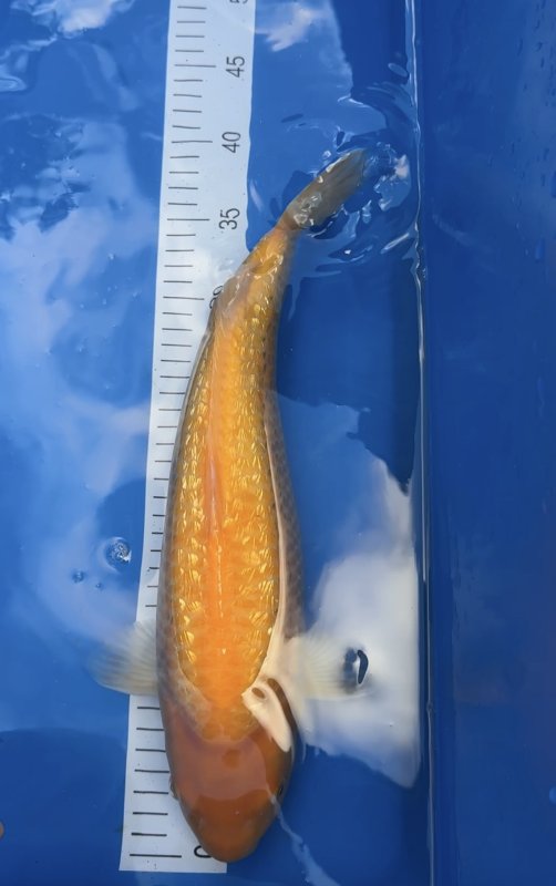 ****** - Dainichi yellow monkey