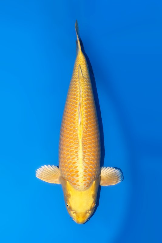 Yama wave - 24-10-2025 - 58,0cm
