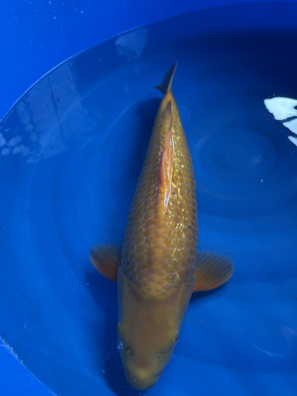 Anton Brinkman - Dainichi yellow monkey