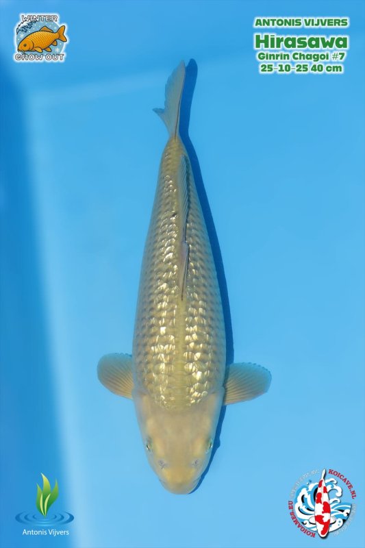 GR Chagoi - 30-10-2025 - 40,0cm