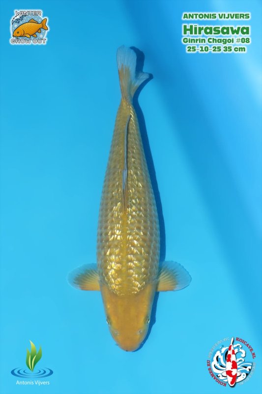 GR Chagoi - 30-10-2025 - 35,0cm