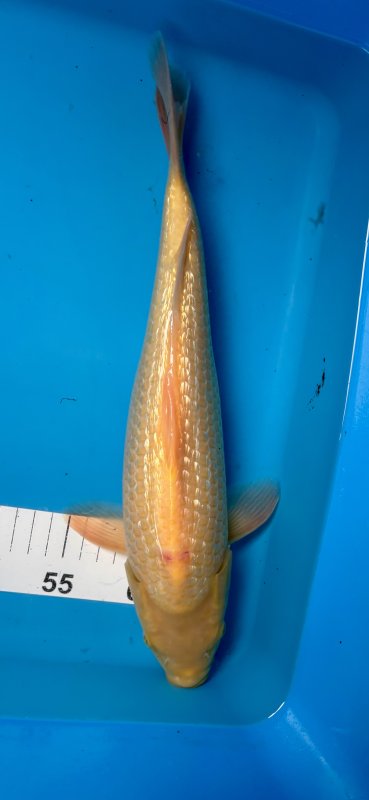 Yellow Jerk - 14-07-2025 - 36,0cm