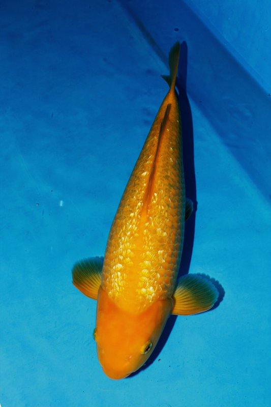 Blinkend aapje - 01-11-2025 - 37,0cm