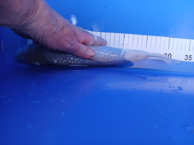 Ginrin Soragoi - 02-11-2025 - 28,0cm