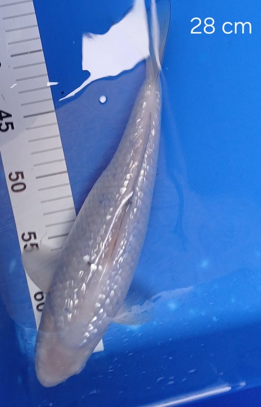 Ginrin Soragoi - 02-11-2025 - 28,0cm