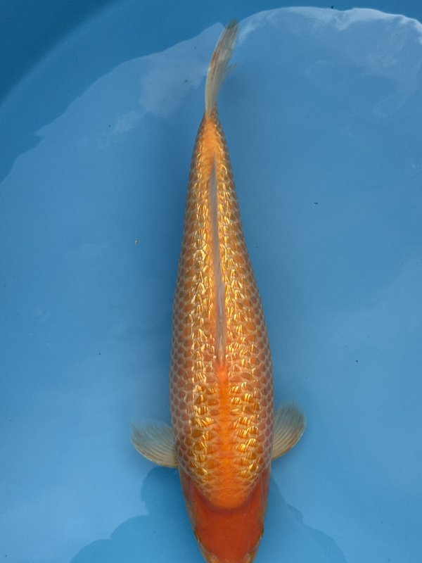 Roel Janssens - Yellow monkey