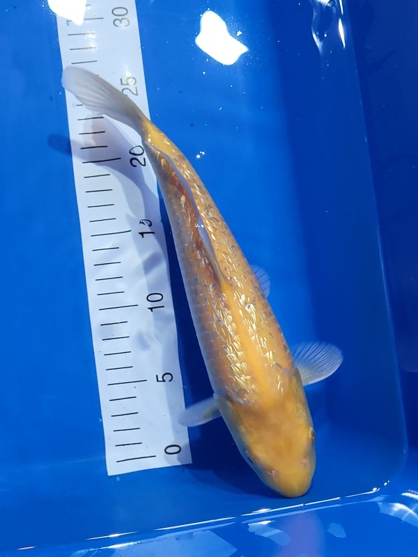 Yellow monkey 1 - 01-11-2025 - 30,0cm