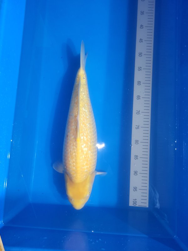 ***** - Yellow monkey 1