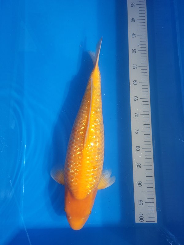 ***** - Yellow monkey mango