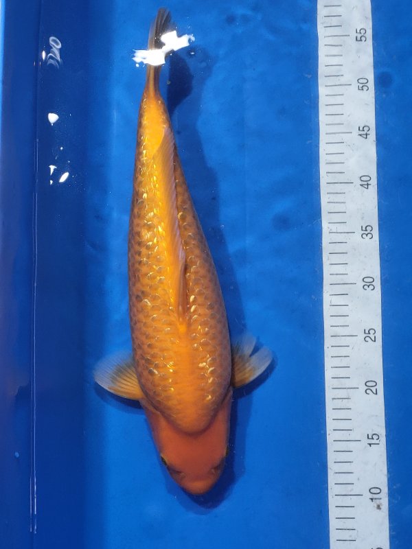 ***** - Yellow monkey mango