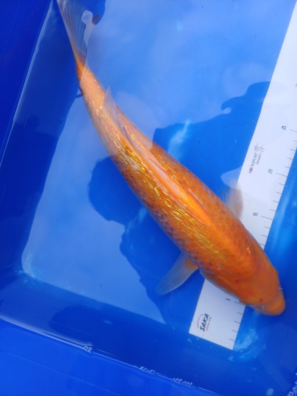 Geel Aapje - 08-11-2025 - 40,0cm