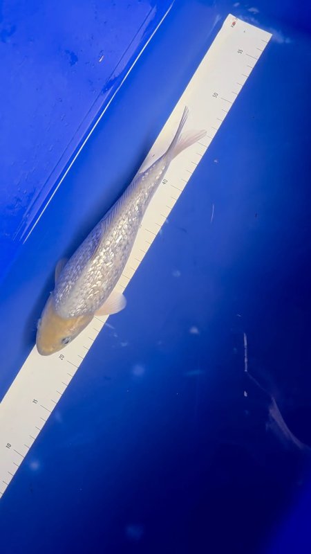 Charlie - 02-11-2025 - 29,0cm