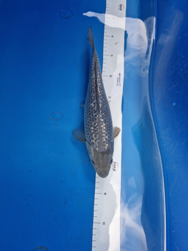 Champ - 30-08-2025 - 30,0cm