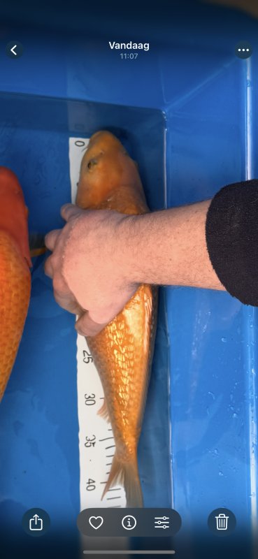 ***** - Yellow Monkey licht