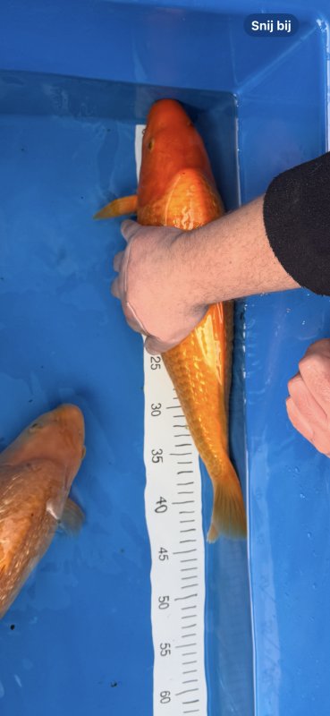 ***** - Yellow Monkey Oranje