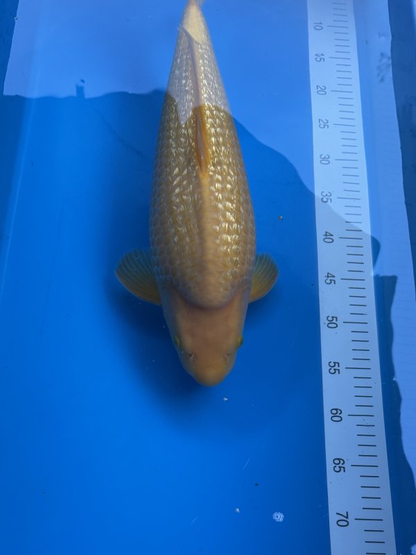 Sanzio - YellowMonkey